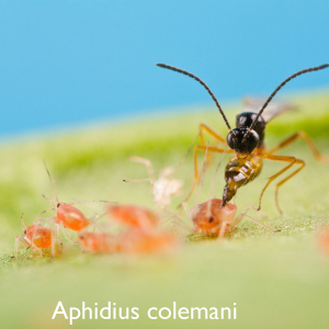 Aphidius colemani